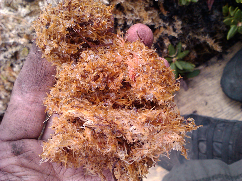 Sphagnum moss acts as a natural fire suppressor in peatlands, but it’s often lost when these ecosystems are drained.